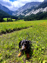 Small dapple miniature dachshund puppy resting on green grass in a wide alpine meadow with majestic mountains behind. Peaceful outdoor pet photo showing freedom, relaxation and love for nature.
