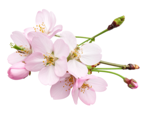 Cluster of Cherry Blossoms for Spring Design PNG Isolated