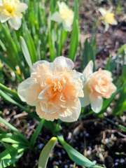 Beautiful blooming flower of narcissus variety Flower Surprise. Flower daffodils with white and...