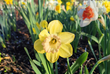 Beautiful blooming daffodil close-up. Blooming daffodil flower with yellow petals on green stem and leaves growing in ground on spring sunny evening. Flower bed. Selection breeding flowers. Gardening
