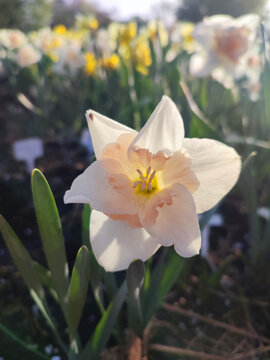 Fototapeta Blooming blossoming narcissus flower. Blooming daffodils flower with white and pink petals in inflorescence on green stem and leaves growing on sunny spring morning. Agricultural farming and gardening