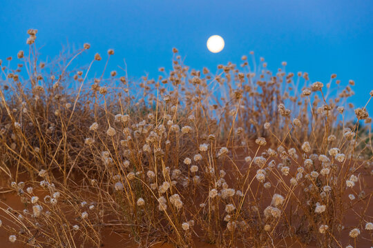 Low angled view of a full moon rising over wildflowers growing red dunes at the Perry Sand Hills