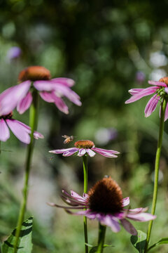 native bees enjoying the pink echinacea