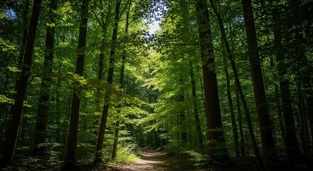 Obraz premium Sunlit Forest Path. Ai generation