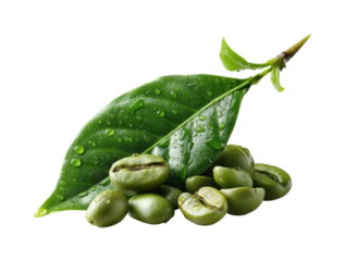 Harvesting green coffee beans and leaves in nature