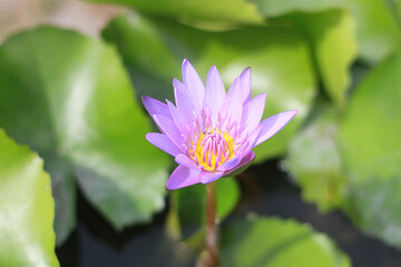 A purple lotus flower that is about to fully bloom has yellow stamens in the center and bright green leaves.