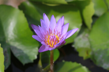 A purple lotus flower that is about to fully bloom has yellow stamens in the center and bright green leaves.