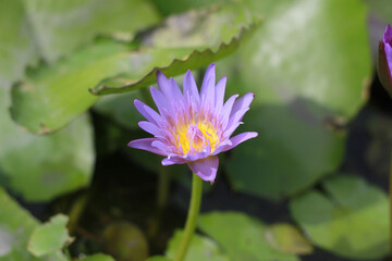 A purple lotus flower that is about to fully bloom has yellow stamens in the center and bright green leaves.