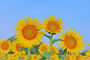 栃木県上三川町のひまわり畑