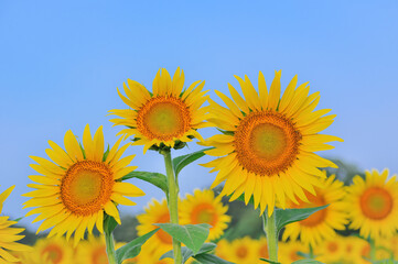 青空に映えるひまわりの花