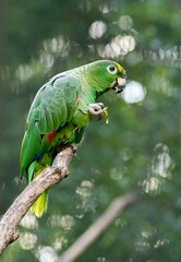 green parrot on a branch