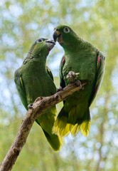 green parrot on a branch