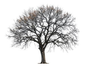 Bare Winter Tree with Branches PNG Cutout