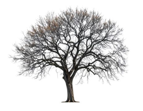Bare Winter Tree with Branches PNG Cutout