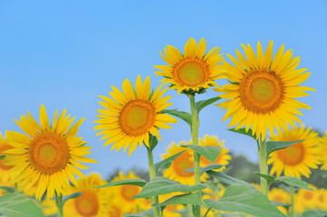 栃木県上三川町のひまわり畑