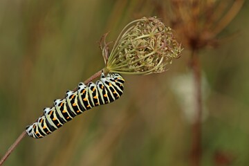 Raupe des Schwalbenschwanzes (Papilio machaon) frisst an Wilder Möhre (Daucus carota)