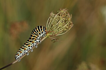 Raupe des Schwalbenschwanzes (Papilio machaon) frisst an Wilder Möhre (Daucus carota)