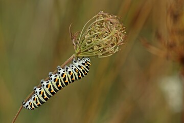 Raupe des Schwalbenschwanzes (Papilio machaon) frisst an Wilder Möhre (Daucus carota)