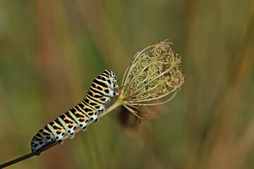Raupe des Schwalbenschwanzes (Papilio machaon) frisst an Wilder Möhre (Daucus carota)