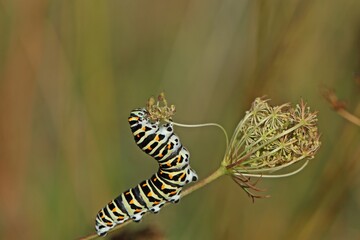 Raupe des Schwalbenschwanzes (Papilio machaon) frisst an Wilder Möhre (Daucus carota)