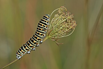 Raupe des Schwalbenschwanzes (Papilio machaon) frisst an Wilder Möhre (Daucus carota)