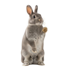 Obraz premium Cute gray rabbit standing upright isolated on transparent background