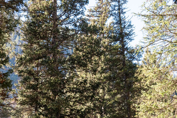 Dense evergreen forest featuring tall pine trees in Grand Teton National Park, Wyoming. The thick canopy of needles casts dappled shadows, creating a pattern of light and shadow on the forest floor