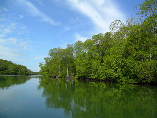 Fototapeta premium Mangrove ecosystem with expanse of Rhizophora sp vegetation in a calm river and a vast expanse of blue sky.