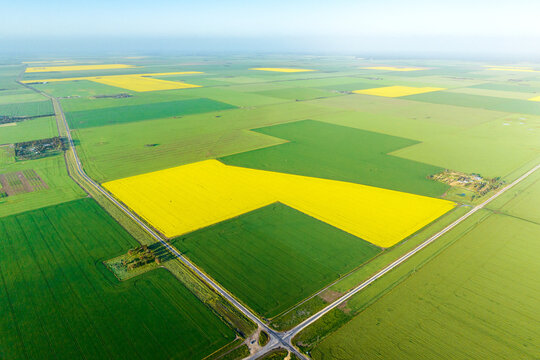 Aerial view of bright yellow canola fields contrasting with green farmland