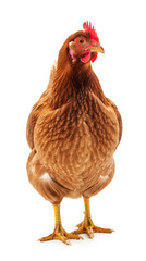 Fototapeta premium Brown Hen Standing Tall on White Background in Studio Shot