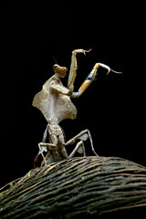 Devil praying mantis on a black background