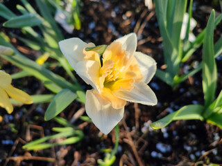Narcissus Casanova. Blooming daffodil flower with white orange petals on green stem growing in black soil on sunny spring day. Selection breeding of flowers. Agricultural farming and gardening