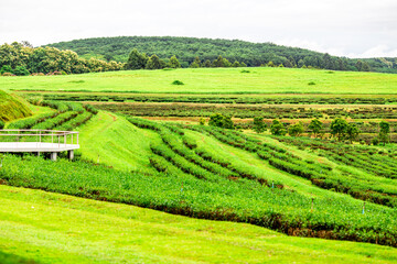 Wide angle nature background of tea plantation in Chiang Rai, Thailand and behind is a large mountain with mist on the leaves. The beauty of the ecosystem according to the season.