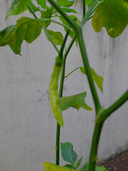 Fresh Green Chili Growing on Plant Stem