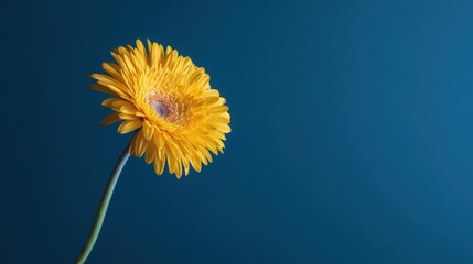 Single yellow gerbera flower in sharp focus against a vibrant blue background, minimalist floral elegance.