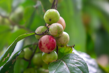 Ripe Flacourtia jangomas fruit, also known as Indian coffee plum or scramberry, on a tree branch