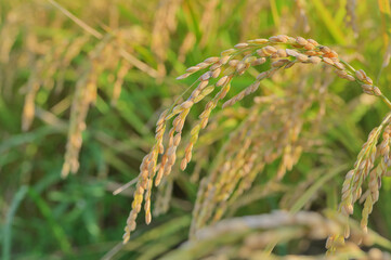 黄金色に色づく稲のクローズアップ