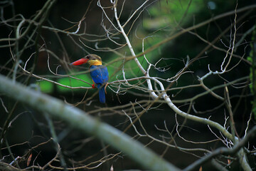 Kingfisher perched on a dry branch