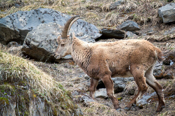 young alpine ibex in the austrian alps, the hohe tauern national park, at a spring day