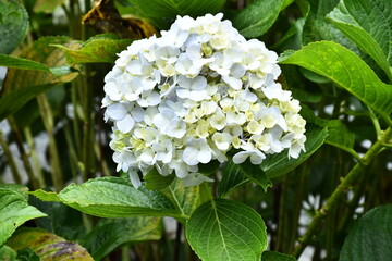 colourfull flower HD wallpaper,flower 4K wallpaper,beautiful flower wallpaper.