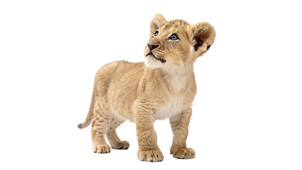 Cute lion cub standing and looking curiously in a bright setting with On a transparent background