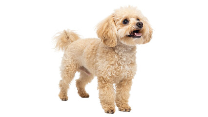 Happy small dog standing showcasing its fluffy fur and playful character in a bright indoor setting...