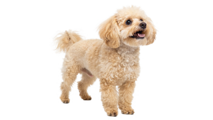 Happy small dog standing showcasing its fluffy fur and playful character in a bright indoor setting On a transparent background