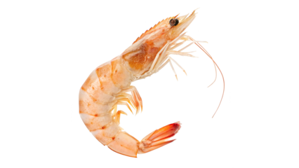Detailed close-up of a raw shrimp showcasing its texture and color in setting on a transparent background