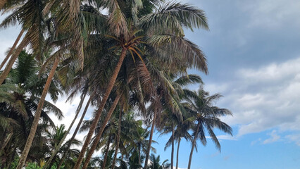 view of coconut trees in the background of the sky, taken from the bottom position