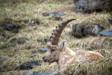 young alpine ibex in the austrian alps, the hohe tauern national park, at a spring day