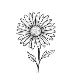 Elegant black and white hand drawn daisy flower with detailed outlines and floral illustration