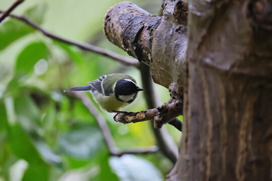 Small bird perched on tree branch