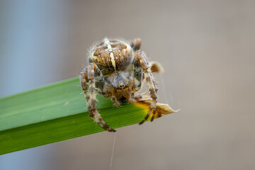 A detailed macro photograph of a spider clinging to the edge of a green leaf, with its patterned body and fine web strands clearly visible.
