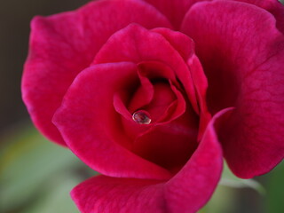 薔薇の上の水滴をマクロ撮影した写真